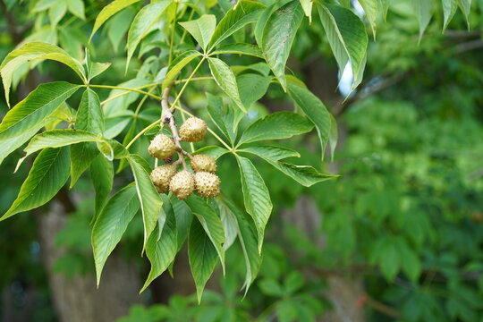 Nahaufnahme von unreifen stachligen Fr&uuml;chte und Bl&auml;tter einer Ohio-Rosskastanie (Aesculus glabra) im Sommer