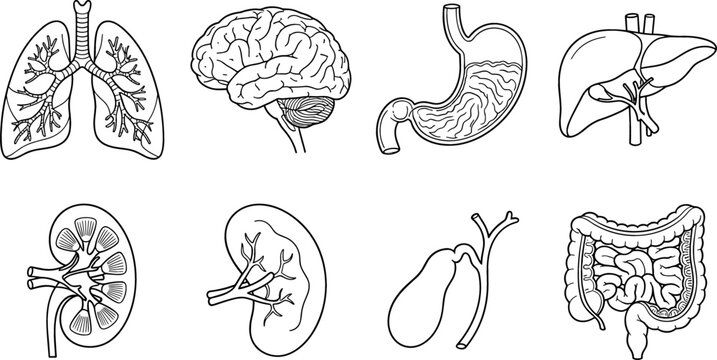 Human Internal Organs Anatomy Vector Icon Set with Lungs Brain Stomach Liver Kidney Cross Section Gallbladder and Intestines Diagram Illustration
