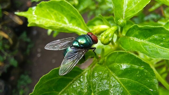 Close-up shot of a green bottle fly or blowfly (Lucilia sericata) with shiny metallic body perching on a green leaf.