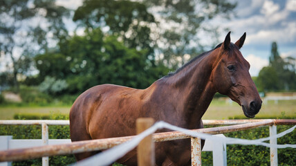 portrait of a horse © Grzegorz