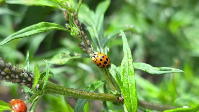 Detailed video of a ladybug preying on aphids on plant leaves. Natural balance and plant protection. Video of natural insect interaction: predatory ladybug on an infested plant.