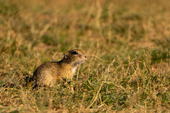 Ground squirrel observes. Meadow grasses frame. Curious profile engages. Wildlife scene endures.