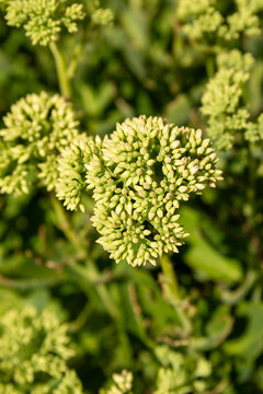 Immature green flower buds of upright stonecrop with shallow depth of field