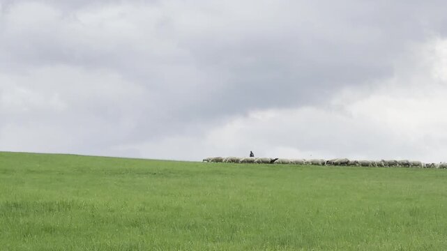 A flock of sheep grazing on a green hillside under a cloudy sky, showing a calm rural landscape with open pasture and wide horizon.