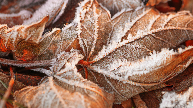 Textured leaves in autumnal seasonal tones with soft sunlight, Frosted foliage as autumn banner, Leaves with icy borders evoke calm and transition cool season mornings. Winter nature aesthetic.
