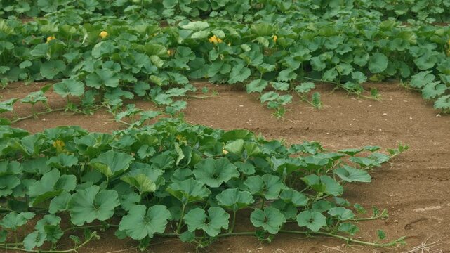 Pumpkin field	