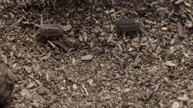 Top down view of a woodlouse falling into an antlion funnel trap with other isopods nearby, macro 4K video