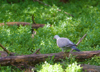 A wild wood pigeon on a branch in the forest © saprygins