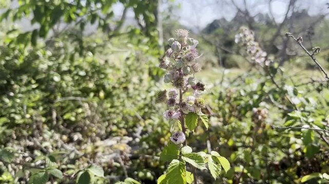 Abeja polinizando flores silvestres de zarzamora en un entorno natural soleado
