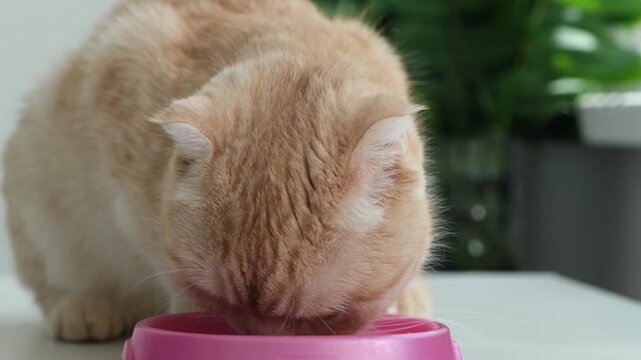Cute red Scottish fold cat eating dry food from pink bowl at home close up. Concept of healthy foos for pets