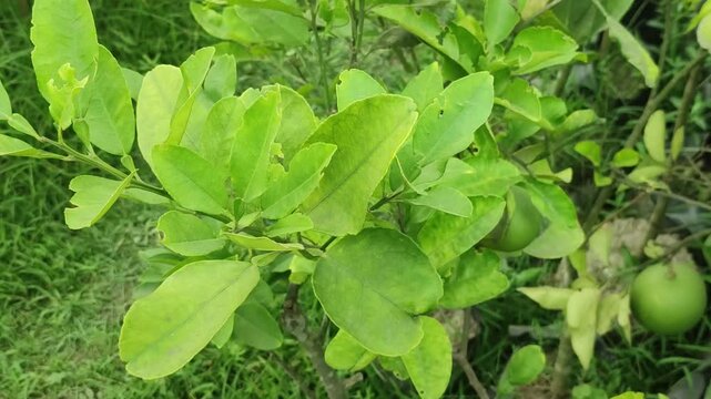 Citrus maxima pomelo fruit plant grows with healthy foliage in a tropical garden.