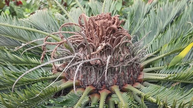 Cycas revoluta sago palm crown features fresh green fronds and textured foliage.