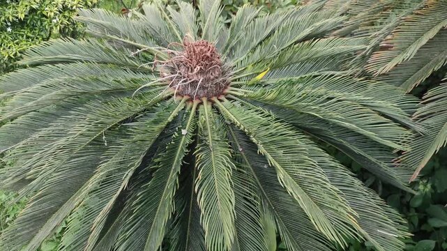 Cycas revoluta sago palm forms a striking radial crown in the garden.