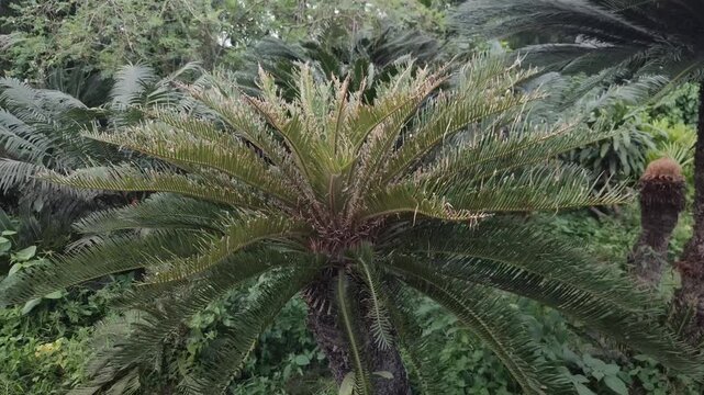 Cycas revoluta sago palm presents timeless evergreen beauty in the landscape.