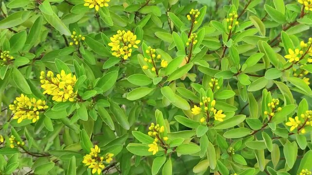 Galphimia glauca Golden Thryallis flowers create a vivid yellow garden display.