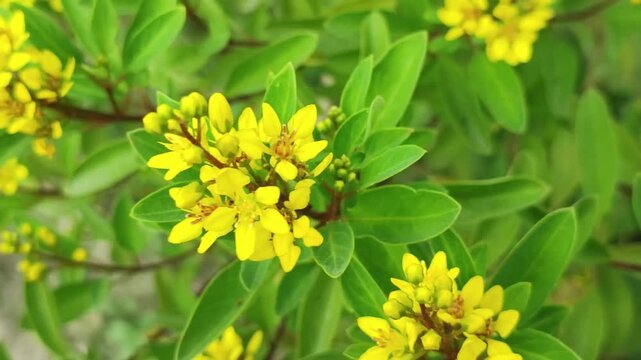Galphimia glauca Golden Thryallis flowers bring bright natural beauty to the landscape.