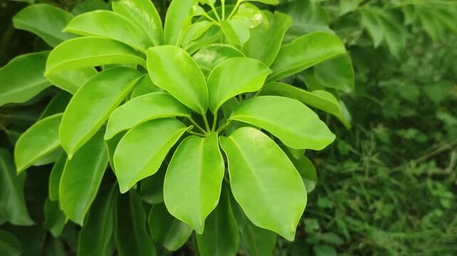 Heptapleurum arboricola Dwarf Umbrella Tree displays lush evergreen tropical foliage.