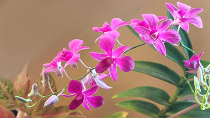 A trailing stem of purple Dendrobium orchid flowers elegantly cascading against a clean neutral background. © kedaisikancil