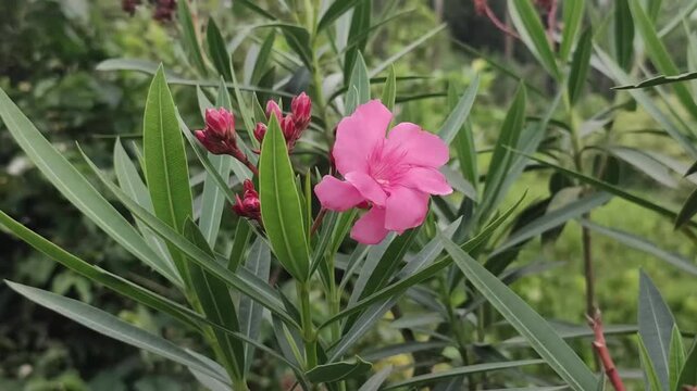 Nerium oleander pink flowers bloom gracefully on a healthy garden shrub.