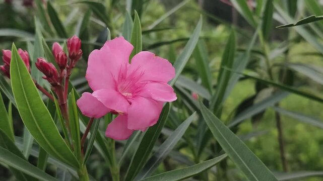 Nerium oleander flowers add elegant pink beauty to a tropical garden.