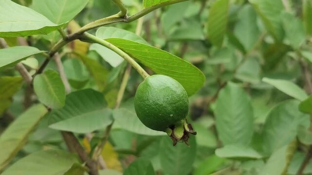 Psidium guajava guava fruit develops naturally on a healthy tropical tree.