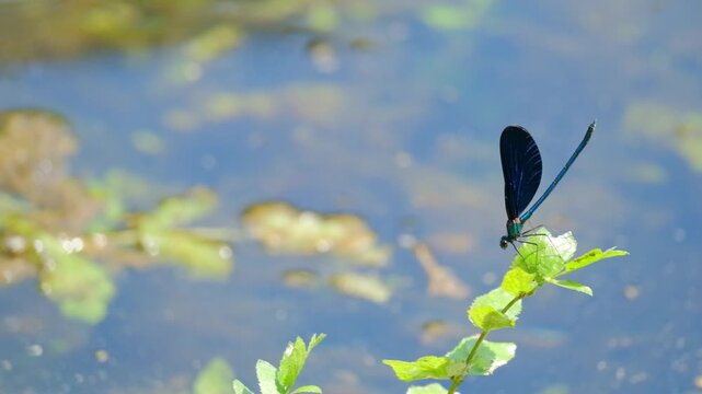 Blue dragonfly on a blossom, Blue Eye Syri I Kalter Saranda, Albania . High quality FullHD footage