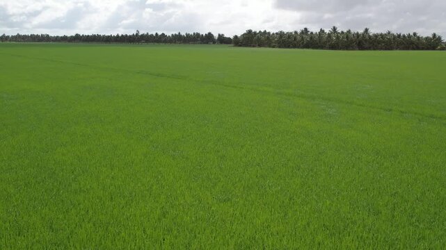 Aerial view of vast green rice fields and mountains in Vietnam