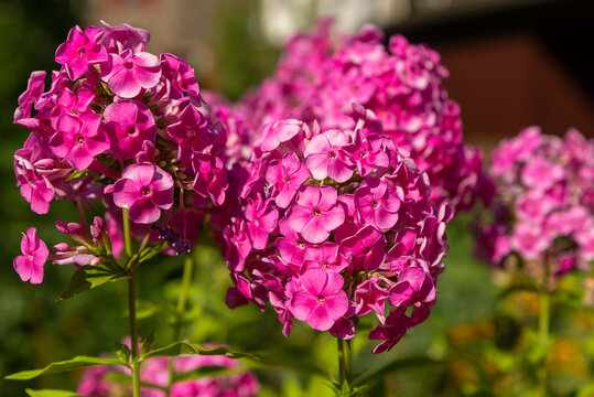 Close-up of vibrant magenta-pink garden phlox, Phlox paniculata, blooming in a cluster with delicate petals and a shallow depth of field creating a soft blurred background.