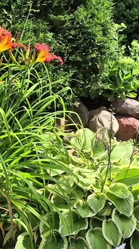 Orange daylily flowers blooming in a lush garden bed. Perennial plants and green hosta leaves with rocks. Natural landscape design for seasonal yard decoration.