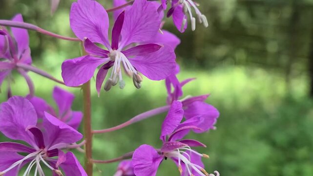 Pink fireweed flowers blooming in a natural meadow. Close up of summer wild plant stalk with purple petals. Botanical detail of forest flora in sunny season.