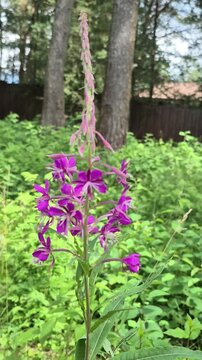 Fireweed flower blooming in forest glade. Purple willow herb stalk growing in meadow during summer. Wild perennial plant botanical study for nature background.