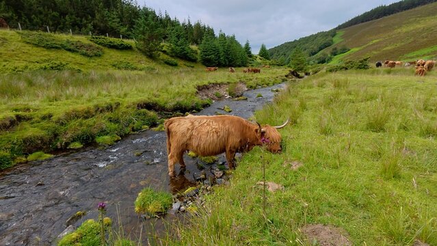 A majestic Highland cow grazes peacefully on lush grass between rolling hills beside a gentle river, surrounded by breathtaking natural Scottish scenery.
