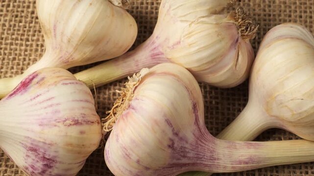Fresh organic garlic bulbs on burlap fabric