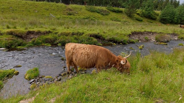 A magnificent Highland cow enjoys grazing on vibrant grass between gentle hills near a winding river beneath an expansive Scottish countryside sky.