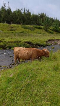 Highland cows walking across green lands beside a small river, surrounded by peaceful hills and beautiful natural countryside scenery.