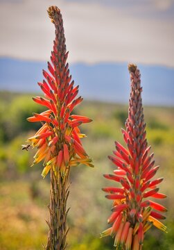 A Cape honey bee attends a pair of fynbos aloe.