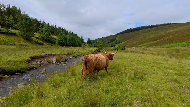 A Highland cow walks beside a clear river through green valleys and hills, enjoying the quiet beauty of nature.