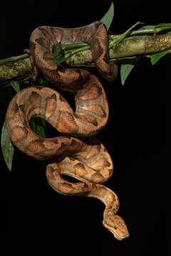 Corallus annulatus, also known as the ringed tree boa, is a species of boa found in Central and South America.