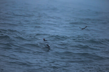 Fototapeta premium Seabirds Swimming in Ocean Waves Iceland