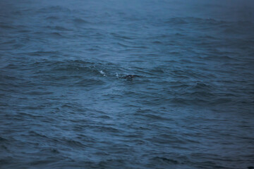 Fototapeta premium Swimmer in Atlantic Ocean Waves Iceland