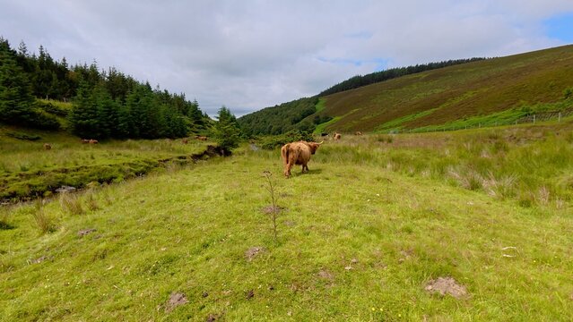 A Highland cow walks across lush green land surrounded by rolling hills, creating a peaceful and beautiful countryside scene.