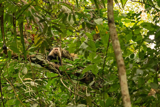 Capuchin monkey in a rainforest near Gamboa in Panama