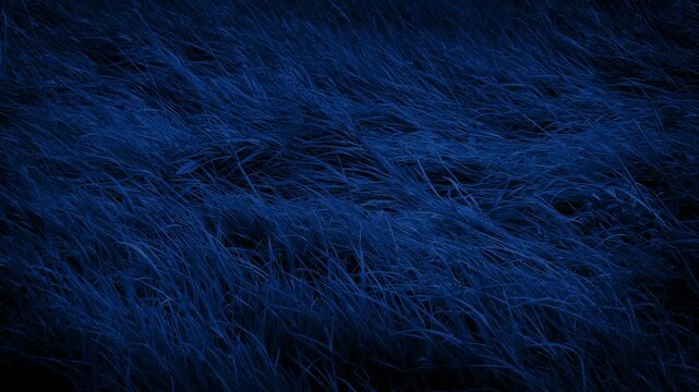 Grass In The Wind At Night
