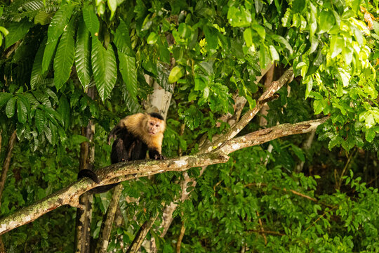 Capuchin monkey in a rainforest near Gamboa in Panama