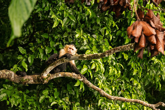 Capuchin monkey in a rainforest near Gamboa in Panama