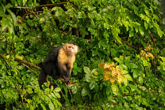 Capuchin monkey in a rainforest near Gamboa in Panama