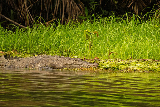 big crocodil at lake Gatun in Panama