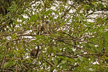 Geoffroy's tamarin monkey in Panama © Diana