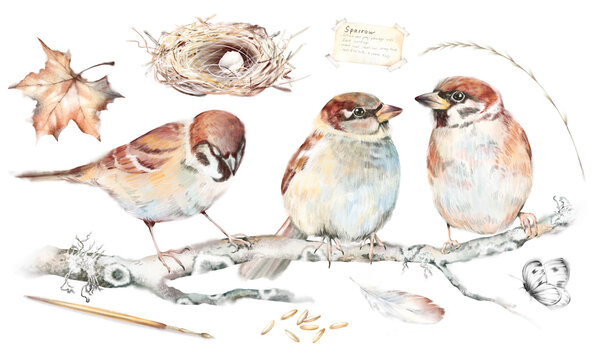 Watercolor hand drawn vintage set, sparrows, branch, moss, nest with egg, feather, maple leaf, grains, brush isolated on white background. Bird illustration, nature study, cottage core, autumn design