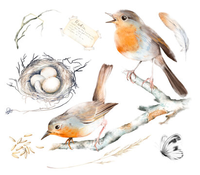 Watercolor hand drawn vintage set, robins on branch, nest with eggs, feather, grains, paper card with facts about birds, isolated on white background. Garden illustration, nature study, cottage design